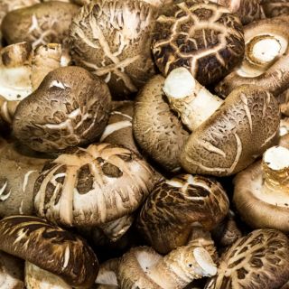 Shiitake